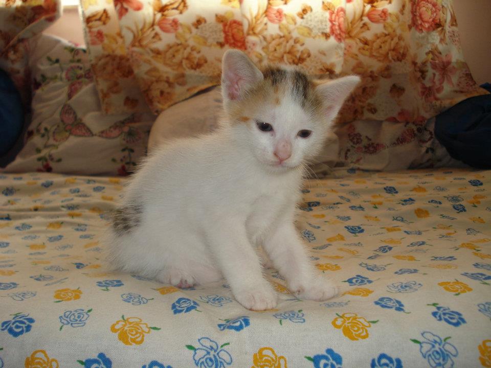Aquarius Pet Astrology Aquarius Pet Horoscope