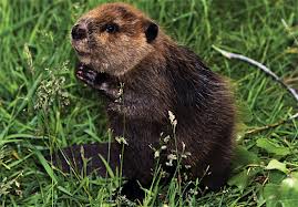 beaver-native-american-zodiac