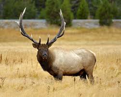Elk - Native American Astrology elk-native-american-zodiac