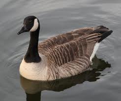Goose - Native American Zodiac Sign goose-native-american-zodiac