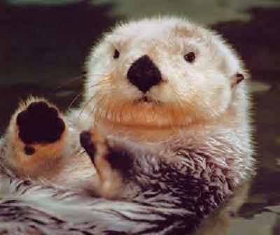 Otter - Native American Zodiac Sign otter-native-american-zodiac