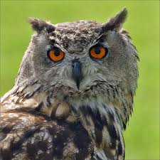 Owl - Native American Astrology owl-native-american-zodiac