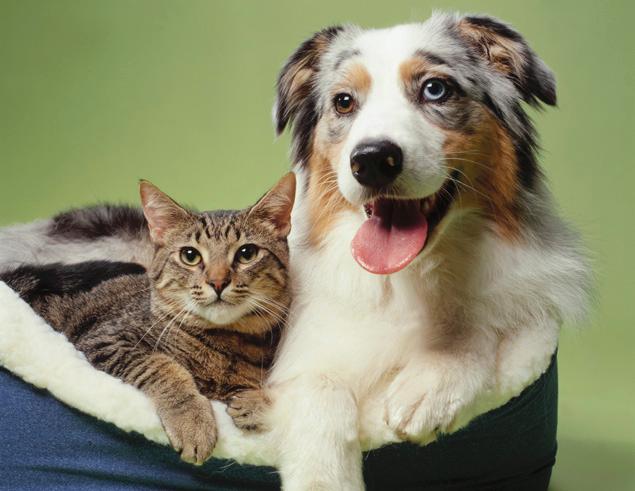 Gemini Pet Horoscope petastrology