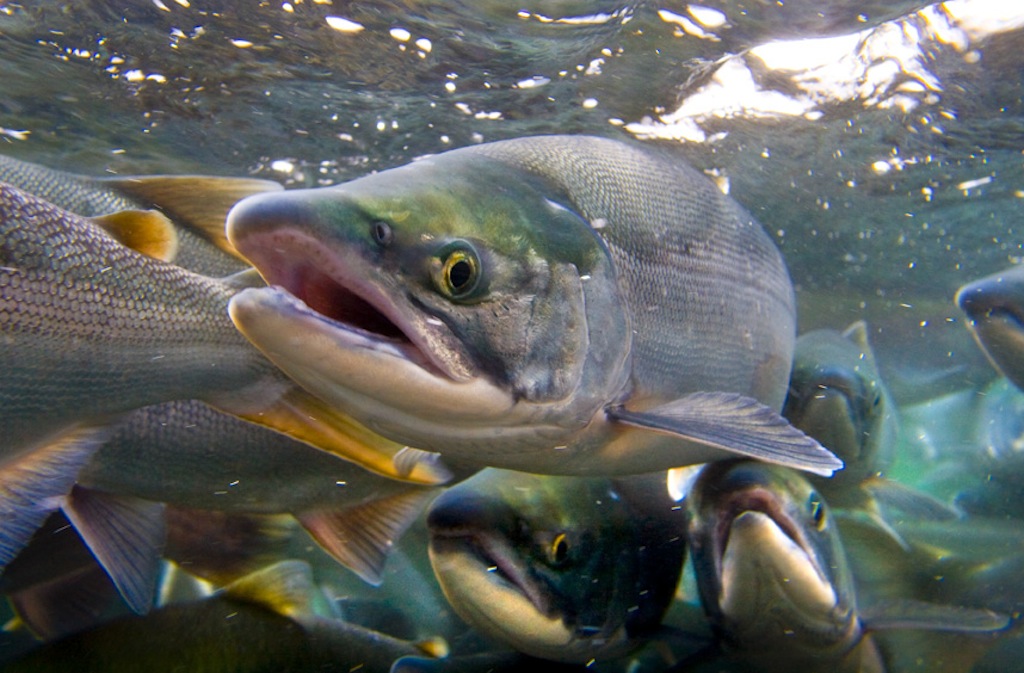 Salmon - Native American Animal Signs