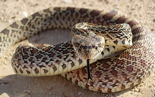 Snake - Native American Horoscope snake-native-american-zodiac