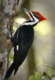 Woodpecker - Native American Horoscope woodpecker-native-american-zodiac