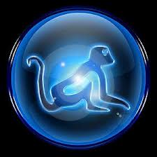 Chinese Monkey chinese monkey