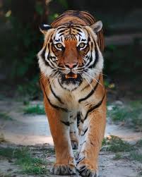 chinese tiger