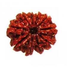 rudraksha