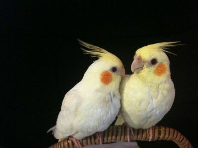 cockatiels